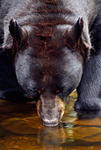 BEA 08 TL0009 01
Head Shot Of Black Bear Drinking From Shallow Pool