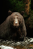 BEA 08 TL0010 01
Head And Shoulder Shot Of Black Bear Sitting In Stream