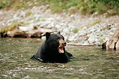 BEA 08 TL0011 01
Head Shot Of Black Bear With Mouth Open Swimming In Stream