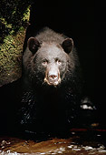 BEA 08 TL0012 01
Head On Shot Of Black Bear Standing At Edge Of Stream