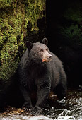 BEA 08 TL0013 01
Portrait Of Black Bear Standing At Edge Of Stream
