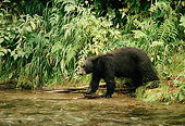 BEA 08 TL0014 01
Profile Of Black Bear Entering Stream From Woods