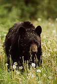 BEA 08 TL0015 01
Head On Shot Of Black Bear Standing In Meadow Eating Dandelions