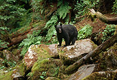 BEA 08 TL0016 01
Black Bear Standing On Rock In Forest