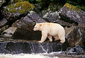 BEA 08 TL0018 01
Profile Of Kermode Black Bear Walking On Rock At Waterfall
