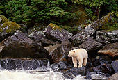 BEA 08 TL0019 01
Kermode Black Bear Standing On Rock At Waterfall