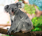 BEA 10 GL0001 01
Koala Female Sitting On Tree Branch