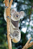 BEA 10 GL0002 01
Koala Climbing Eucalyptus Tree