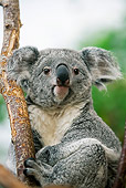 BEA 10 GL0003 01
Close-Up Of Koala Sitting On Tree Branch