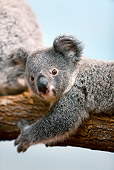 BEA 10 GL0004 01
Close-Up Of Baby Koala Laying On Tree Branch