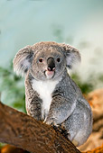 BEA 10 GL0005 01
Koala Sitting On Tree Branch