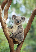 BEA 10 GL0006 01
Portrait Of Koala Sitting In Tree