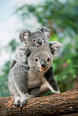 BEA 10 GL0007 01
Koala Mother Carrying Joey On Back In Tree