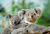 BEA 10 GL0008 01
Close-Up Of Koala Mother Carrying Joey On Back