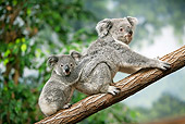 BEA 10 GL0009 01
Koala Mother Carrying Joey On Back In Tree