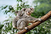 BEA 10 GL0010 01
Koala Female Climbing Branch With Young On Back
