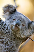 BEA 10 MC0001 01
Head Shot Of Koala Climbing Eucalyptus Tree Australia