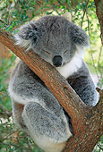 BEA 10 MH0001 01
Koala Sleeping In Eucalyptus Tree
