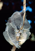 BEA 10 MH0002 01
Koala Sleeping In Eucalyptus Tree