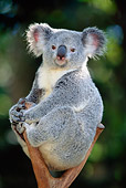 BEA 10 MH0003 01
Portrait Of Koala Sitting In Eucalyptus Tree