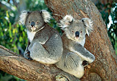 BEA 10 MH0004 01
Two Koalas Sitting In Eucalyptus Tree
