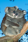 BEA 10 MH0005 01
Koalas Mother Holding Joey In Eucalyptus Tree