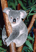 BEA 10 RK0001 18
Koala Sitting In Tree