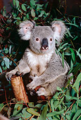 BEA 10 RK0001 34
Koala Sitting In Tree