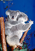 BEA 10 RK0003 20
Koala Cub And Mother Sitting In Tree