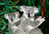 BEA 10 RK0003 52
Koala Cub And Mother Sitting In Tree