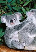 BEA 10 RK0003 56
Koala Cub And Mother Sitting In Tree