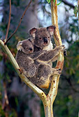 BEA 10 KH0001 01
Koala Mother And Joey Sitting In Tree