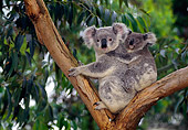 BEA 10 KH0002 01
Koala Mother And Joey Sitting In Tree
