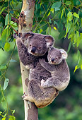 BEA 10 KH0003 01
Koala Mother And Joey Clinging To Tree Trunk