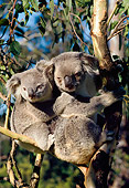 BEA 10 LS0001 01
Koala Mother And Young Sitting In Tree