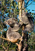 BEA 10 LS0002 01
Koala Mother And Young Sitting In Tree