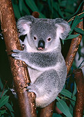 BEA 10 RK0001 09
Koala Sitting In Tree