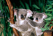 BEA 10 RK0003 11
Koala Cub And Mother Sitting In Tree