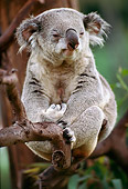 BEA 10 RK0005 01
Single Koala Bear Sitting In Tree