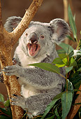 BEA 10 RW0001 01
Koala Calling In Tree