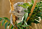 BEA 10 RW0002 01
Koala Sitting In Tree