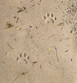 BKD 01 RK0010 01
Paw Prints In Sand