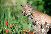 BOB 01 BA0001 01
Close-Up Of Bobcat Kitten Sitting On Log
