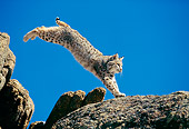 BOB 01 GL0001 01
Bobcat Leaping Across Rocks Against Blue Sky