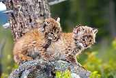 BOB 01 KH0001 01
Two Bobcat Kittens Sitting On Rock