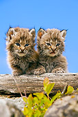 BOB 01 KH0002 01
Two Bobcat Kittens Leaning On Log