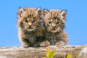 BOB 01 KH0003 01
Two Bobcat Kittens Leaning On Log