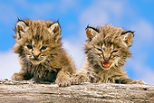 BOB 01 KH0004 01
Two Bobcat Kittens Leaning On Log