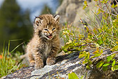 BOB 01 KH0005 01
Bobcat Kitten Sitting On Rock Meowing