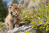 BOB 01 KH0006 01
Bobcat Kitten Sitting On Rock